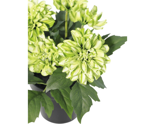Plantă cu flori de culoare verde-alb și frunze de un verde închis într-un ghiveci negru.
