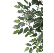 Creangă de Ficus Benjamini artificială cu frunze verzi-albe