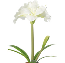 Amaryllis albă cu floare deschisă, un boboc și frunze verzi lungi.