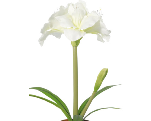 Amaryllis albă cu floare deschisă, un boboc și frunze verzi lungi.