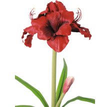 Amaryllis cu floare roșie, tulpină verde, frunze și un boboc.