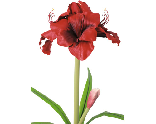 Amaryllis cu floare roșie, tulpină verde, frunze și un boboc.