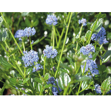 Ceanothus cu flori albastre și frunze verzi lucioase.