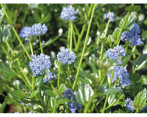 Ceanothus cu flori albastre și frunze verzi lucioase.