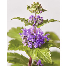 Barba albastră Caryopteris x clandonensis cu flori violete și frunze verzi dințate.