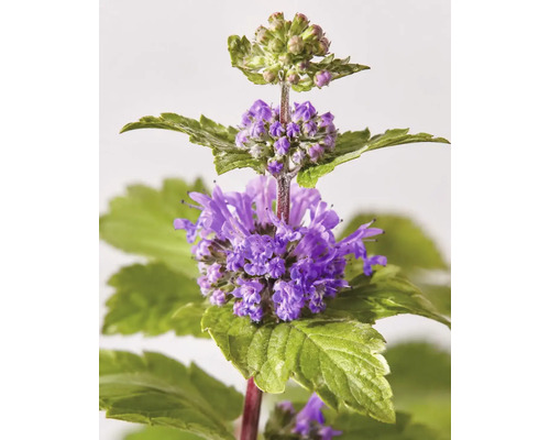 Barba albastră Caryopteris x clandonensis cu flori violete și frunze verzi dințate.