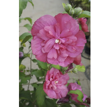 Floare de hibiscus dublă roz cu frunze verzi și boboci.