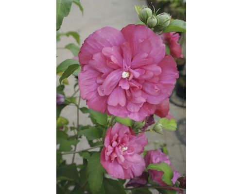 Floare de hibiscus dublă roz cu frunze verzi și boboci.