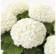 Hortensie albă cu inflorescențe rotunde mari și frunze verzi.