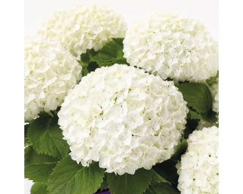 Hortensie albă cu inflorescențe rotunde mari și frunze verzi.