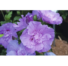 Prim-plan cu un Hibiscus syriacus cu flori duble, de culoare lila.