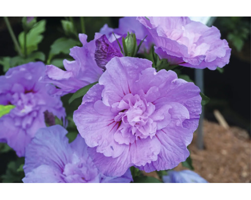 Prim-plan cu un Hibiscus syriacus cu flori duble, de culoare lila.