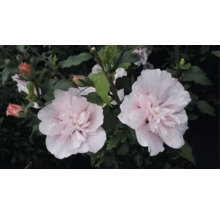 Hibiscus syriacus cu flori duble roz deschis și frunze verzi.
