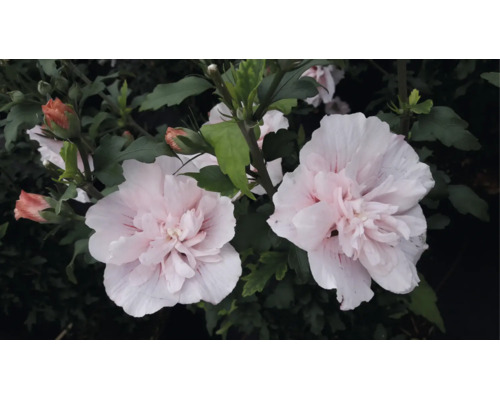 Hibiscus syriacus cu flori duble roz deschis și frunze verzi.