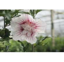 Prim-plan al unei flori de Hibiscus syriacus cu petale albe și dungi roșii, centru bătut și frunze verzi.