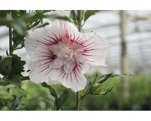 Prim-plan al unei flori de Hibiscus syriacus cu petale albe și dungi roșii, centru bătut și frunze verzi.
