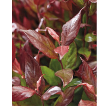 Apropiere a unei plante de photinia cu frunze roșiatice și verzi.