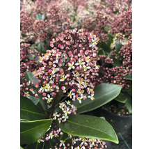 Skimmia japonica cu flori albe și muguri roz, frunze verzi închise, plantă de grădină