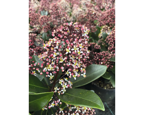 Skimmia japonica cu flori albe și muguri roz, frunze verzi închise, plantă de grădină