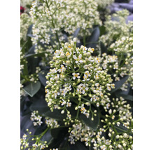 Skimmia japonica cu flori mici albe și frunze de un verde închis.