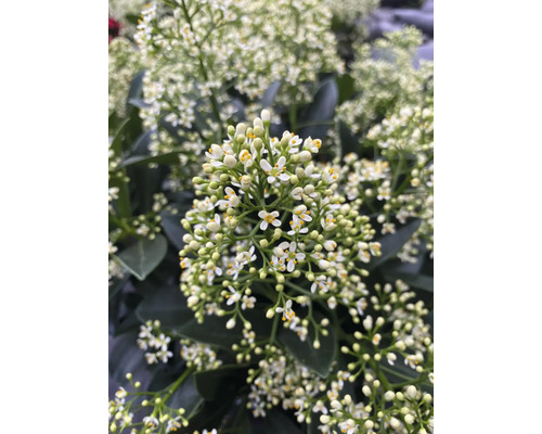 Skimmia japonica cu flori mici albe și frunze de un verde închis.