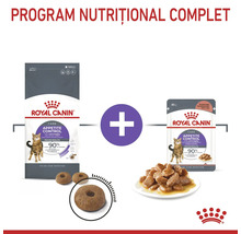 Program nutrițional complet Royal Canin Appetite Control Care cu hrană uscată și hrană umedă pentru pisici.