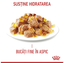 Logo Royal Canin, hrană umedă pentru pisici cu bucăți fine în aspic pentru susținerea hidratării.