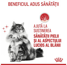 Pisică cu blană lungă, simbol pentru sănătatea pielii și blană lucioasă, Royal Canin Logo.