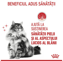 Pisică cu blană lungă, sigla Royal Canin și simbol pentru sănătatea pielii și strălucirea blănii.