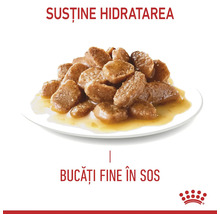 Hrană umedă cu bucăți fine în sos pe o farfurie. Susține hidratarea. Royal Canin Logo.