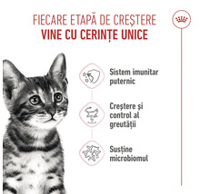 Logo Royal Canin, pui de pisică, avantaje pentru creștere: sistem imunitar puternic, controlul greutății și susținerea microbiomului.