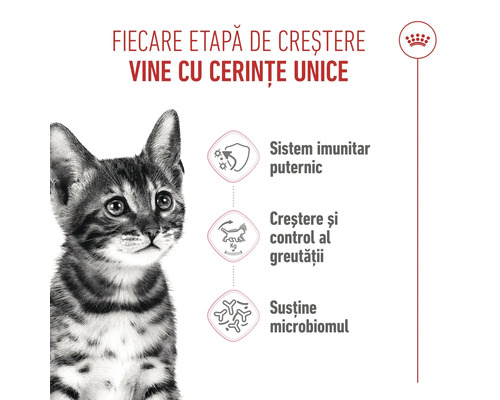 Logo Royal Canin, pui de pisică, avantaje pentru creștere: sistem imunitar puternic, controlul greutății și susținerea microbiomului.