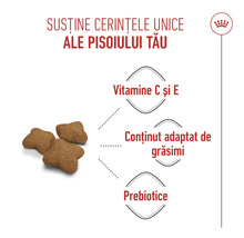 Royal Canin Logo, hrană uscată pentru pui de pisică cu vitaminele C și E, conținut adaptat de grăsimi și prebiotice.