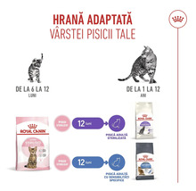 Infografic Royal Canin care prezintă tranziția de la hrana pentru pui de la 6 luni la hrana pentru pisici adulte și sterilizate până la 12 ani.