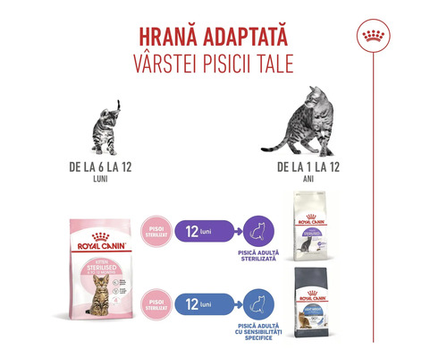 Infografic Royal Canin care prezintă tranziția de la hrana pentru pui de la 6 luni la hrana pentru pisici adulte și sterilizate până la 12 ani.