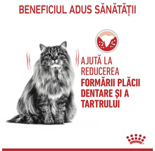 Pisică cu păr lung stând. Ajută la reducerea formării plăcii dentare și a tartrului. Royal Canin Logo.