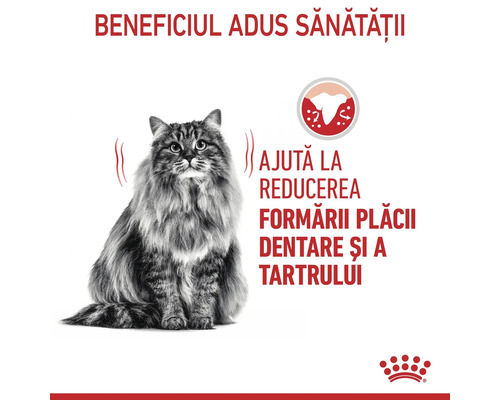 Pisică cu păr lung stând. Ajută la reducerea formării plăcii dentare și a tartrului. Royal Canin Logo.