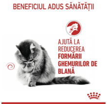 O pisică se curăță, hrana Royal Canin ajută la reducerea formării ghemurilor de blană, logoul Royal Canin.