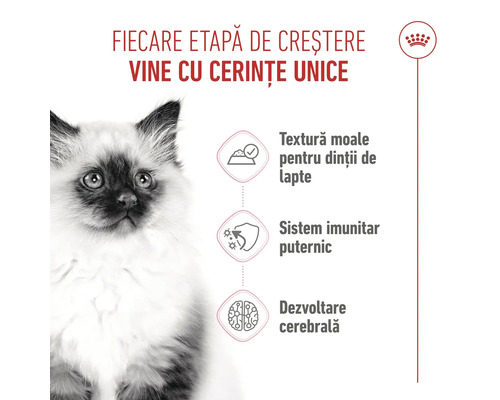 Royal Canin Logo, pui de pisică, beneficii: textură moale pentru dinții de lapte, susținerea sistemului imunitar și dezvoltare cerebrală.