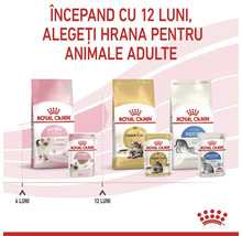 Grafică Royal Canin: trecerea de la hrana pentru pisoi la hrana pentru adulți la 12 luni. Produse Kitten, Maine Coon și Indoor. Royal Canin Logo.