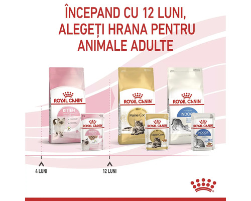 Grafică Royal Canin: trecerea de la hrana pentru pisoi la hrana pentru adulți la 12 luni. Produse Kitten, Maine Coon și Indoor. Royal Canin Logo.