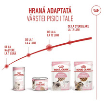 Infografic cu Royal Canin Logo care prezintă hrana pentru pisici pentru diferite etape de viață, de la naștere până la 12 luni.