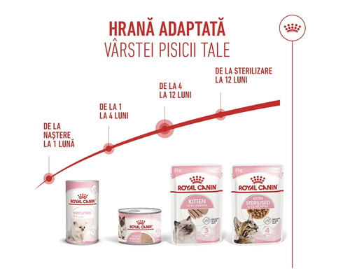 Infografic cu Royal Canin Logo care prezintă hrana pentru pisici pentru diferite etape de viață, de la naștere până la 12 luni.