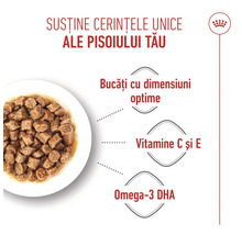 Hrană umedă pentru pisoi cu dimensiune optimă a bucăților, vitaminele C și E și omega-3 DHA. Royal Canin Logo.