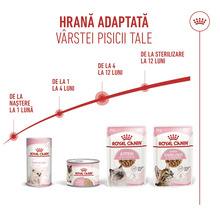 Infografic despre hrana Royal Canin adaptată etapelor de vârstă ale pisicii, de la naștere la doisprezece luni, cu Royal Canin Logo.