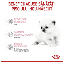 Infografic: beneficii pentru sănătatea puiului de pisică: dezvoltare cerebrală, sistem imunitar și susținere microbiom. Royal Canin Logo.
