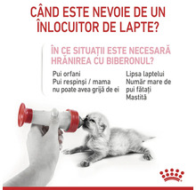 Grafic informativ despre hrănirea cu biberonul a unui pui de pisică și motivele pentru înlocuirea laptelui. Logo Royal Canin.