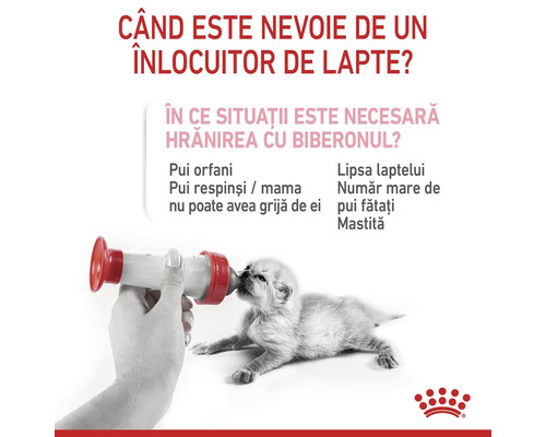 Grafic informativ despre hrănirea cu biberonul a unui pui de pisică și motivele pentru înlocuirea laptelui. Logo Royal Canin.