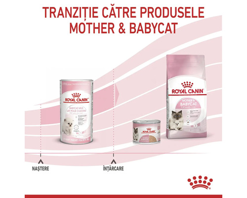 Tranziția de la lapte Royal Canin Babycat de la naștere la hrana umedă și uscată Mother și Babycat pentru pisoi de la unu la patru luni.