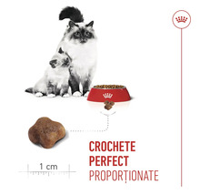 Pisică și pui de pisică lângă un bol cu hrană uscată, bobiță în formă de stea cu dimensiunea de 1 centimetru. Royal Canin Logo.